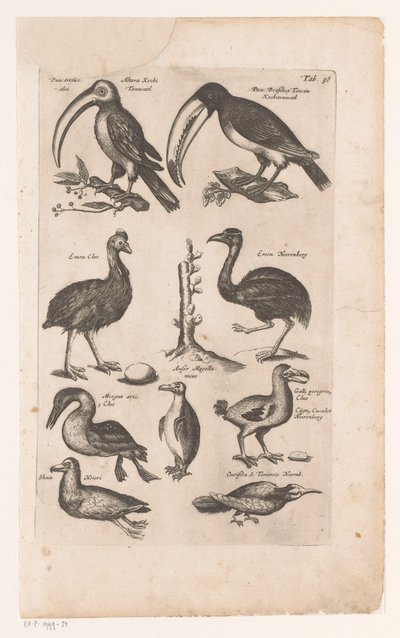 Toucans et autres oiseaux - Matthaus Merian