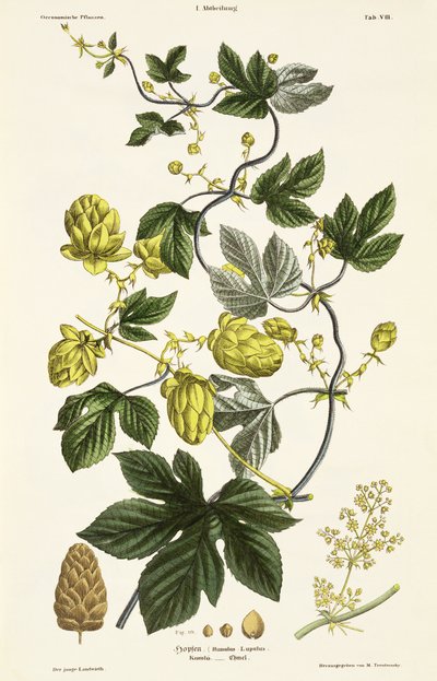 Houblon, de 