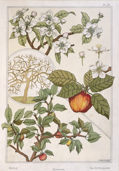 Pommier, fruits et fleurs, de 