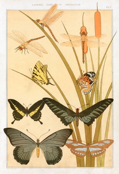 Papillons - Maurice Pillard Verneuil