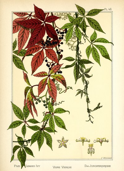 Le Lierre à cinq feuilles - Maurice Pillard Verneuil