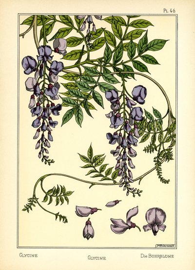 La Glycine - Maurice Pillard Verneuil