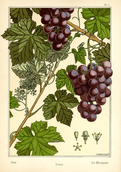 La Vigne - Maurice Pillard Verneuil