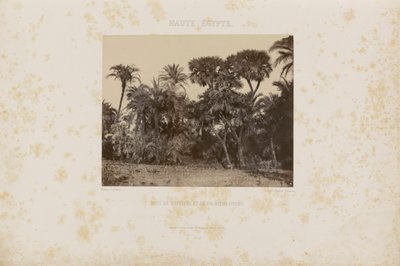 Bois de Daltiers et de Palmiers Doums - Maxime Du Camp