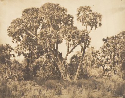 Palmiers Doums à Hamarneh, 1849-50 - Maxime Du Camp