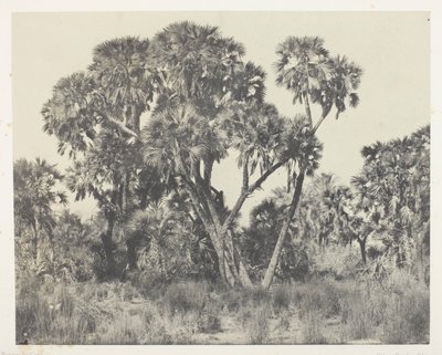 Palmiers Doums, Haute-Égypte - Maxime Du Camp