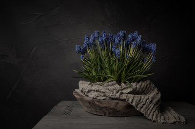 Fleurs bleues rustiques - Mayra Pama