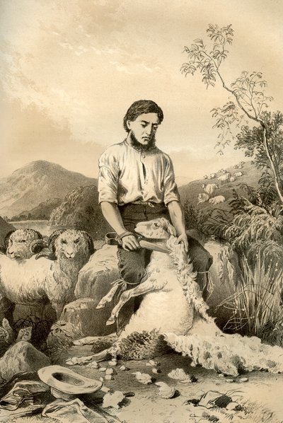 Tonte des moutons, 1879 - McFarlane and Erskine