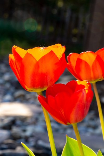 Tulipe brillante - Melanie Hermine Lichterfeld