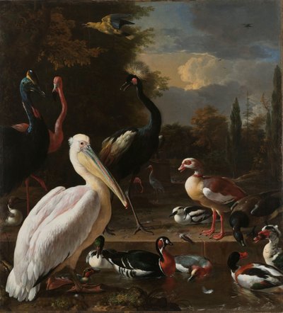 Un pélican et d
