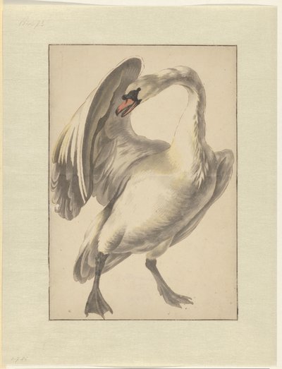 Cygne blanc apprivoisé - Melchior d