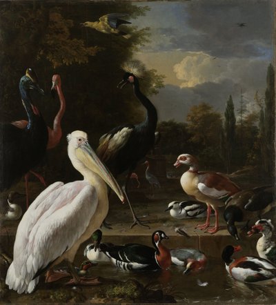 Un pélican et d