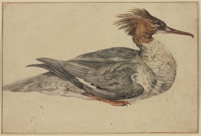 Canard couché avec huppe brune, bec et pattes rouges - Melchior de Hondecoeter