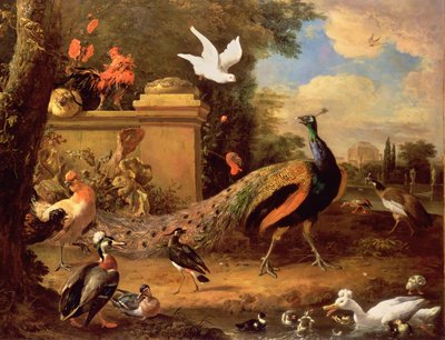 Paons et autres oiseaux près d