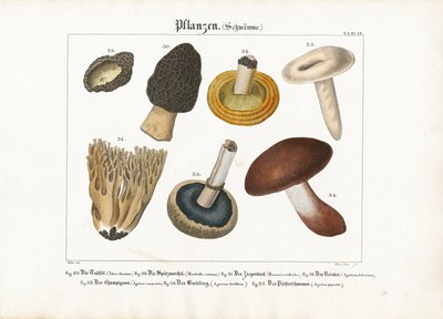 Champignons comestibles et vénéneux - Meno Haas
