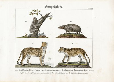 Mammifères exotiques : Grands félins, paresseux et tatou - Meno Haas
