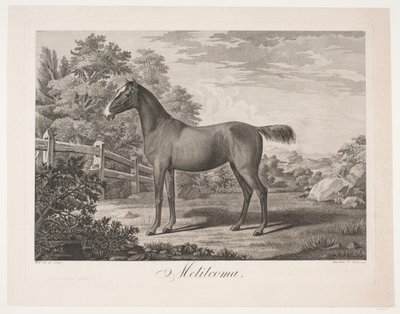 Le cheval "Melilcoma" - Meno Haas