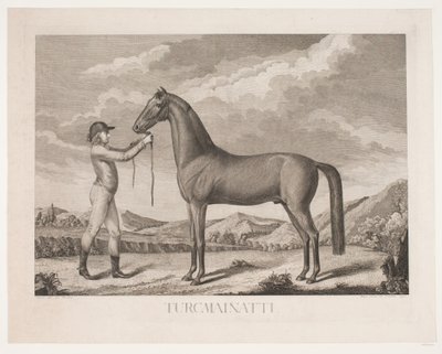 Le cheval "Turcmainatti" - Meno Haas