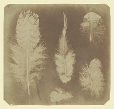 Plumes de poulet, vers 1840 - Mervyn Herbert Nevil Story Maskelyne