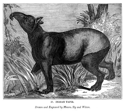 Tapir indien, 1843 - Messrs Sly and Wilson