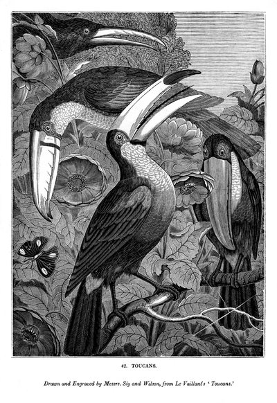Toucans, vers 1770-1820, 1843 - Messrs Sly and Wilson