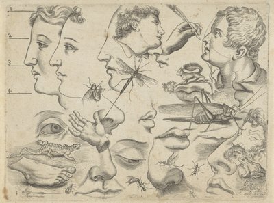 Feuille d