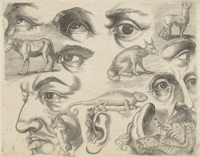 Studieblad met tekenvoorbeelden: ogen, koppen en dieren - Michael Snijders