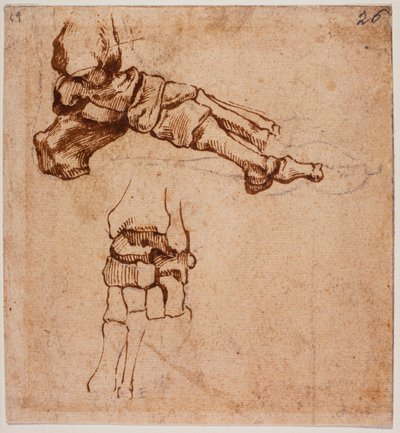 Étude anatomique du pied - Michelangelo (after) Buonarroti