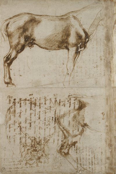 Étude anatomique de cheval, 1504 - Michelangelo Buonarroti