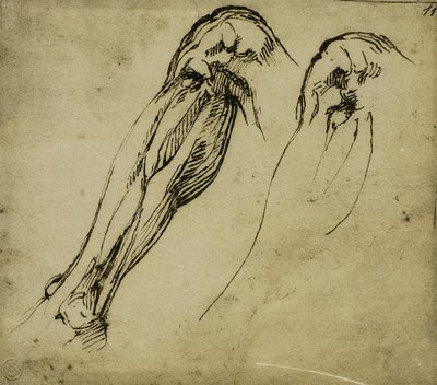 Études anatomiques d