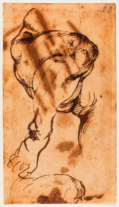 Étude de la jambe pour l
