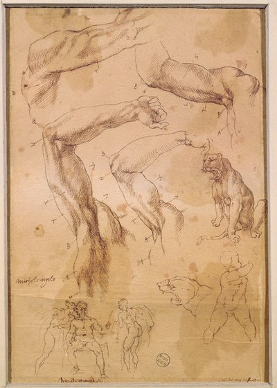 Ms H 184 fol.202 Études de bras levés, un chat sauvage et un groupe de figures - Michelangelo Buonarroti