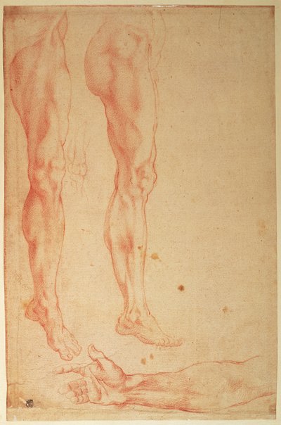 Études de jambes et de bras - Michelangelo Buonarroti