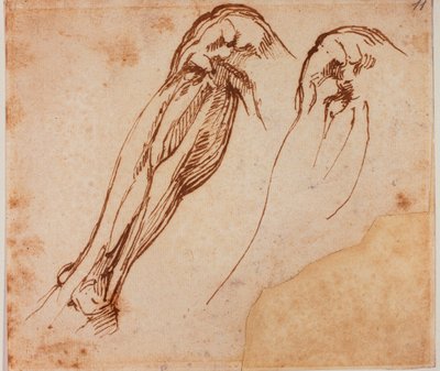 Deux études de jambes - Michelangelo Buonarroti