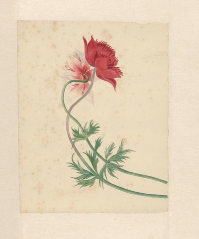 Deux branches avec chacune une fleur - Michiel Van Huysum