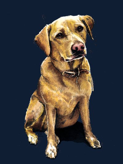Daisy le labrador sur bleu minuit, 2020 - Mike Davis
