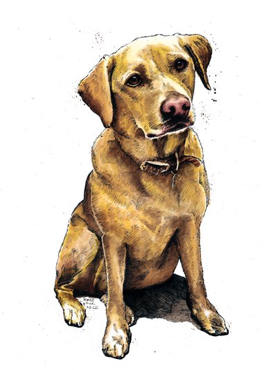 Daisy le labrador sur fond blanc, 2020 - Mike Davis