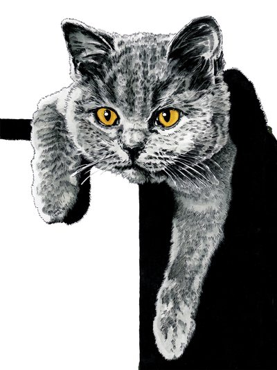 Flora le chaton sur blanc, 2019 - Mike Davis