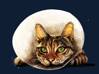 Chat de Rétablissement sur Bleu Minuit, 2020 - Mike Davis