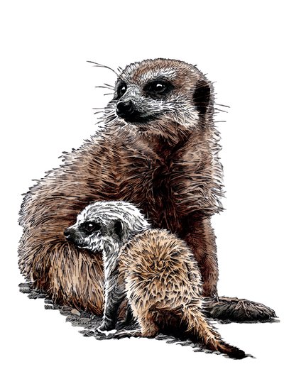 Nouveaux bébés suricates sur fond blanc, 2020 - Mike Davis