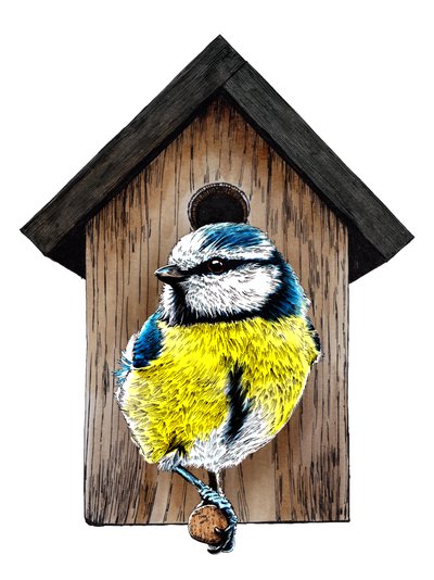 Nouvelle maison mésange bleue sur blanc, 2020 - Mike Davis