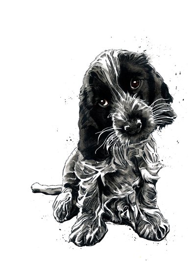 Rosie Le Cocker Spaniel sur Blanc, 2019 - Mike Davis