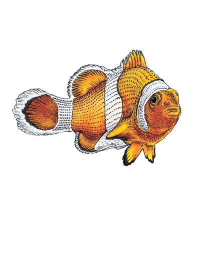 Le Poisson-Clown sur Blanc - Mike Davis