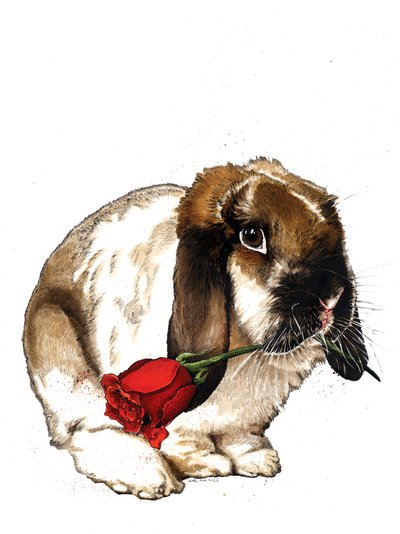 Le lapin d