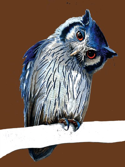 Le Hibou à Face Blanche du Nord sur Orange Brûlé, 2020 - Mike Davis