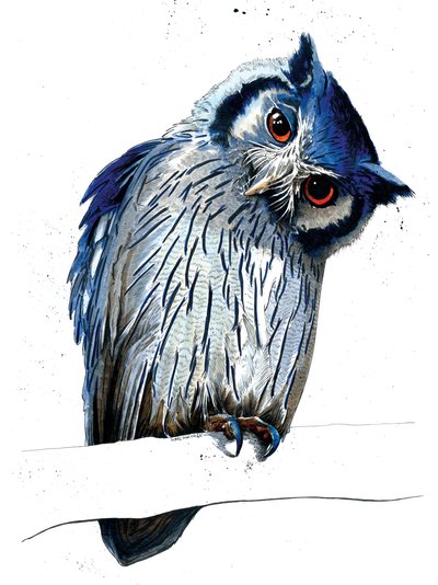 Le Hibou à Face Blanche du Nord sur Blanc - Mike Davis