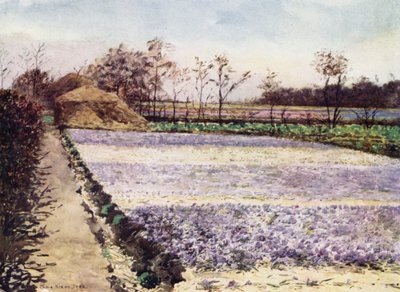 Un champ de crocus - Mima Nixon