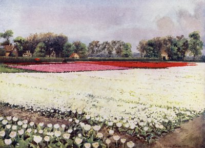 "Voici des tulipes pour vous, blanches, pour le mariage ou l