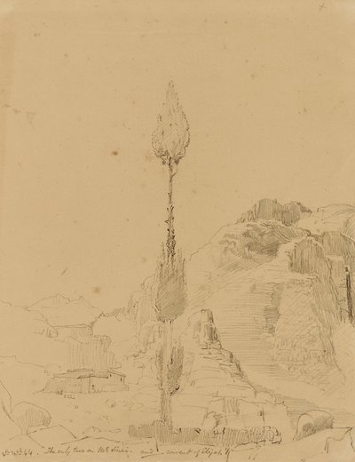 Chêne sur le mont Sinaï - Miner Kilbourne Kellogg