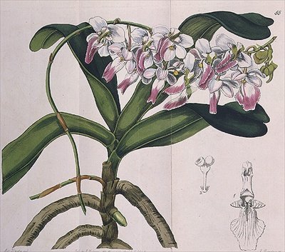 Aerides Crispum (orchidée) - Miss Drake